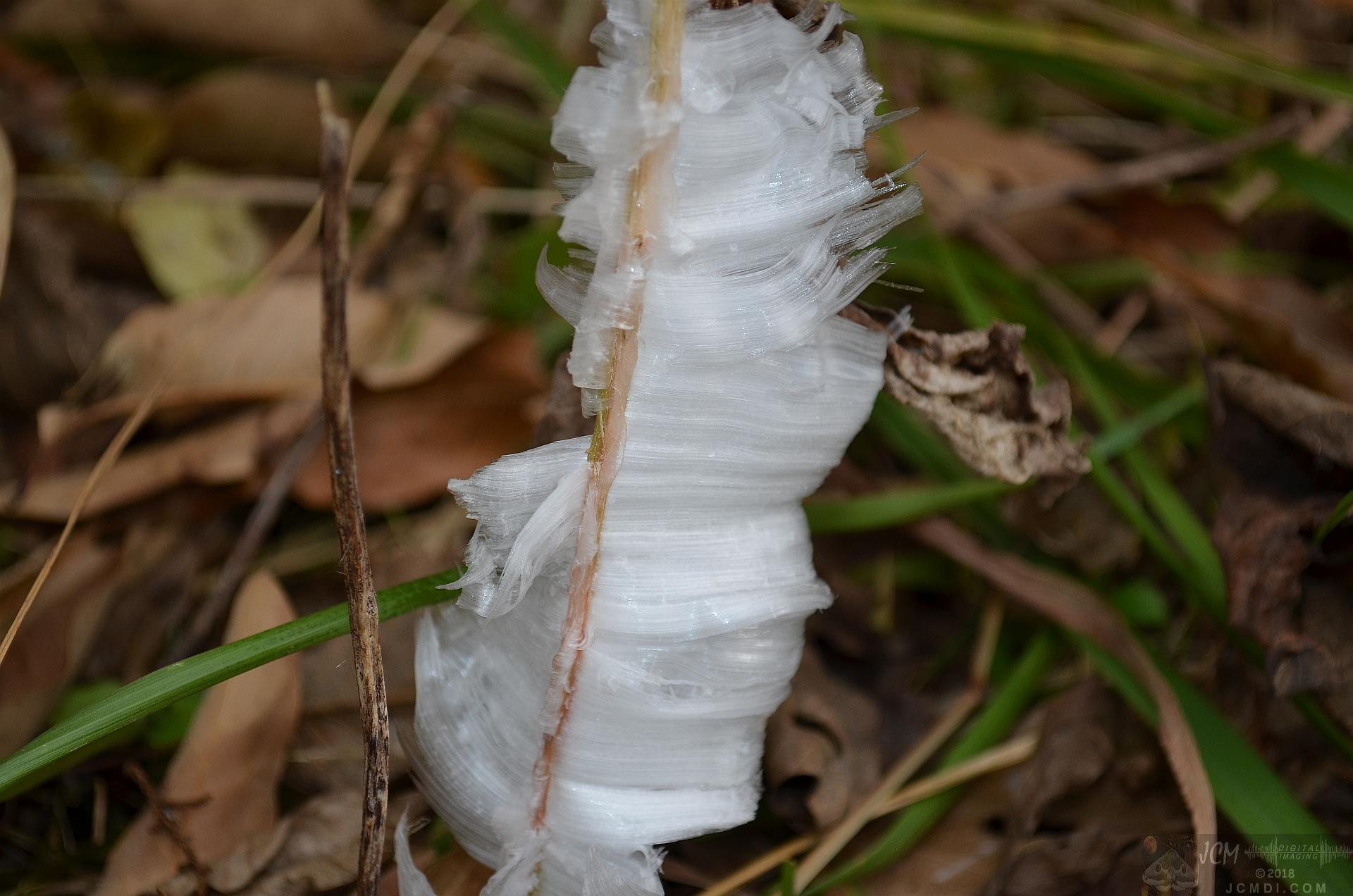 Ice flowers (freezing water slowly-oozed from plant stems, TN)